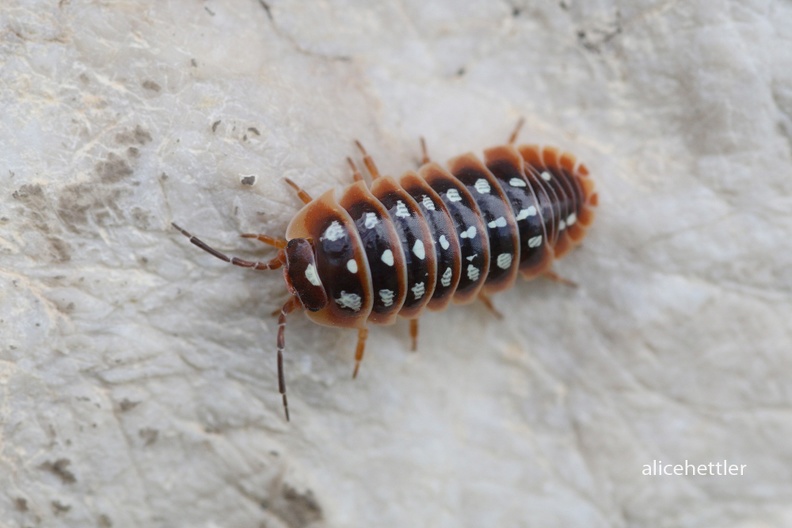 Rollassel _Armadillidium sp__ 2.jpg